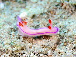 First time I've seen this nudibranch. I found the Pink-Ti... by Stuart Ganz 